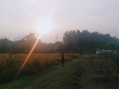 景点-北京东方普罗旺斯薰衣草庄园