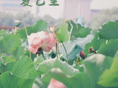 -莲花池公园