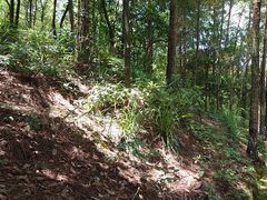 -广州白江湖森林公园