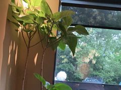 -青桃餐厅
