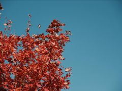 -哈尔滨文化公园