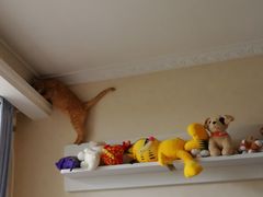 -纳吉亚猫专科动物诊疗中心(蒋宅口分院)