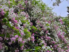 -深圳国际园林花卉博览园