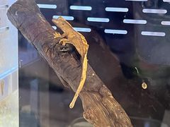 -酷以爬仙阁实体爬宠店·守宫·蜥蜴·专业繁育