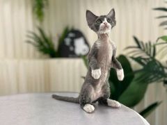 -山宅一喵德文卷毛猫舍