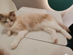 -飞行喵MR PILOT|猫舍·猫咖(静安大融城店)