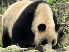 -都江堰中华大熊猫苑