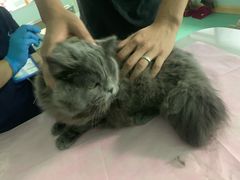 -北京观赏动物医院·24小时大型综合·猫专科·异宠专科