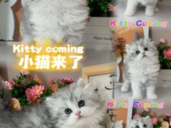 -小猫来了·猫舍(红山六九七九店)