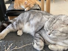 -平行世界·猫咖(首经贸店)