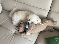 -翊宠yipet猫狗购宠庄园犬舍•猫舍