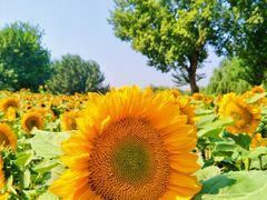 -长白岛森林公园