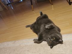 -爱诺耐芙动物医院(万博店)