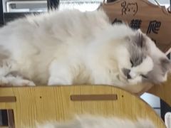 -豆逗聊愈猫阁Easy Life