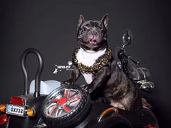 -超宠爱宠物摄影-Super pet