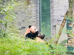 -都江堰中华大熊猫苑