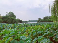 -巴山·烤全羊(高新总店)