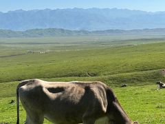 -新疆那拉提国家旅游度假区