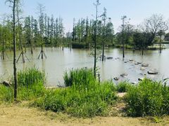 -上海长兴岛郊野公园