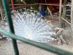 -西双版纳总佛寺