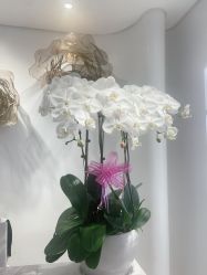 -YESIDO椰岛美容