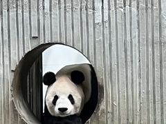 -卧龙中华大熊猫苑神树坪基地