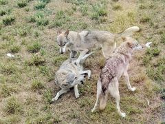 -上海野生动物园