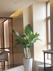 -四川米兰柏羽医学美容医院