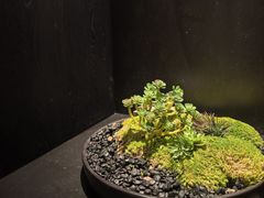-鳥喜Toriki怀石烧鸟料理
