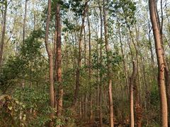 -合肥滨湖国家森林公园