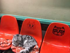 -猫咪博物馆(顶澳仔猫街店)