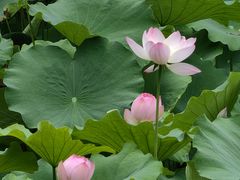 -桂湖森林公园