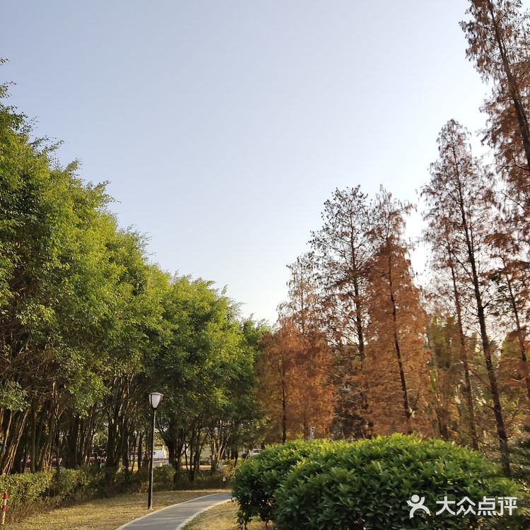 梅花和红杉，二者可得兼也！逛一个地方，赏两种风光
