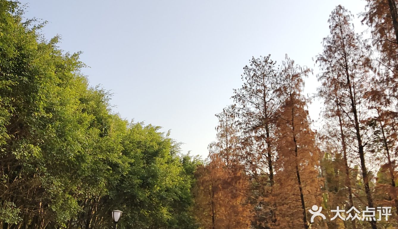梅花和红杉,二者可得兼也!逛一个地方,赏两种风光