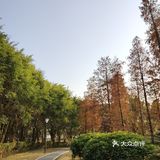梅花和红杉,二者可得兼也!逛一个地方,赏两种风光