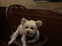 -宠宠熊宠物美容(星湖街店)