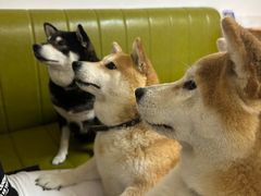 -是阿柴呀！柴犬咖啡·爱喵喵猫咖
