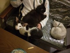 -猫色咖啡·猫咖