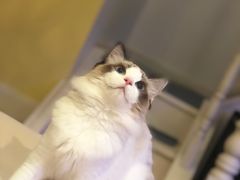 -Goku PET SHOP宠物视觉生活馆(双井店)