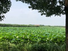 -荷塘月色湿地公园·向阳花洲
