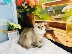 -爱洗澡的猫(望京店)