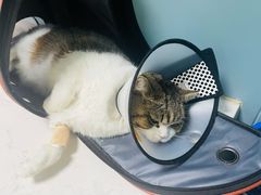 -关爱动物医院·心脏·中兽医·异宠(金牛路分院)