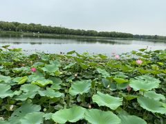 -素心小筑(后沙裕镇店)