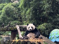 -广州长隆野生动物世界