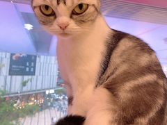 -猫房·猫吧·猫咖(龙湖时代汇店)