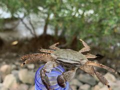 -宝安西湾红树林湿地公园