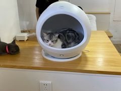 -李小姐の猫咖啡馆(五角场店)