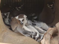 -灵玲国际马戏城