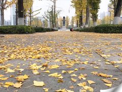 -百林公园-两江幸福广场