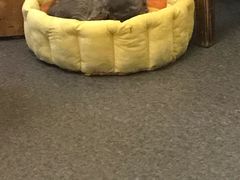 -猫色咖啡·猫咖